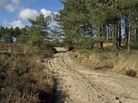 NL, Noord-Brabant, Woensdrecht, de Zoom, Kriekelareduinen 4, Saxifraga-Jan van der Straaten